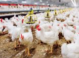 شاخص قیمت تولیدکننده مرغداری‌های صنعتی به ۴۷۹.۵ رسید