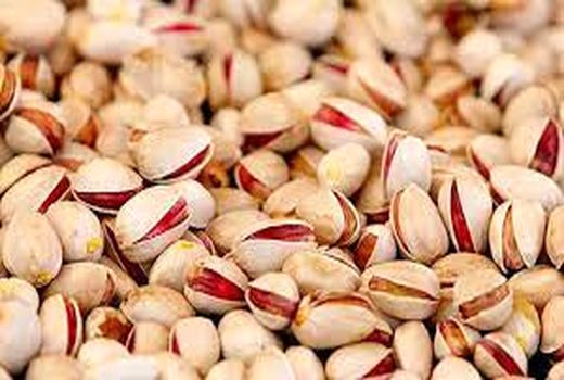 پیش بینی تولید ۳ هزارتُن پسته در خراسان شمالی 