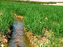 انعقاد قرارداد در بیش از 22 هزار هکتار از مزارع گندم حمیدیه