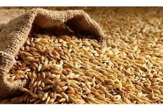 تخصیص 10 هزار تن جو ویژه خشکسالی به مازندران