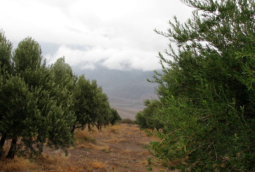 آشنایی با مزایای احداث سایبان در باغات و مزارع فضای باز