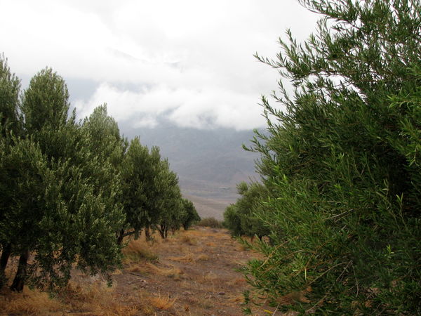 آشنایی با مزایای احداث سایبان در باغات و مزارع فضای باز