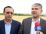 پیش‌بینی ۲ هزار میلیارد تومان اعتبار به بخش کشاورزی استان خراسان شمالی/ کشت قراردادی پنبه در خراسان شمالی توسعه یابد