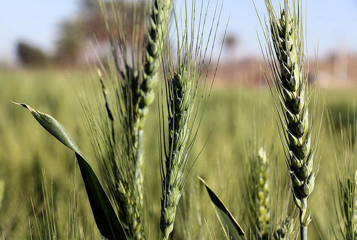شناسایی 50 نوع بیماری گندم در کشور