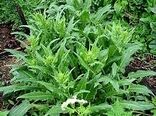 جهت اصلاح خاک، در بیش از 50 هکتار اراضی شهرستان بردسیر «منداب» کشت شد.
