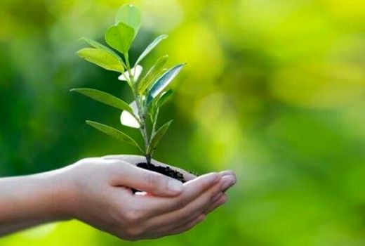 قرنطینه نباتی؛ خط دفاع ایران در برابر بی‌سامانی آفات