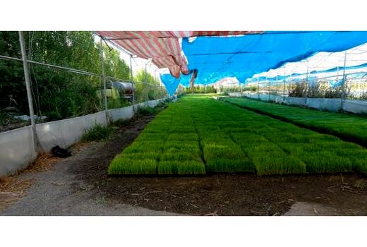 فعالیت 20 بانک نشا در ساری
