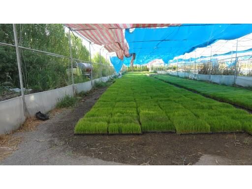 فعالیت 20 بانک نشا در ساری