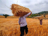 ضرورت رعایت اصول صحیح کاشت گندم به عنوان عامل بسیارموثر در افزایش عملکرد گندم