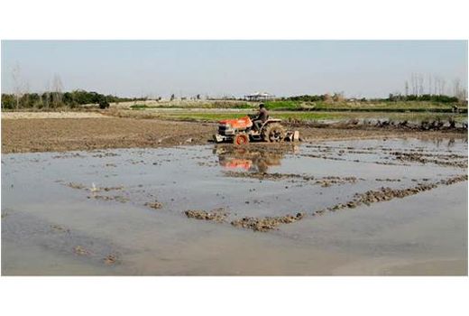 شخم و شیار 53 درصدی شالیزارهای بابل