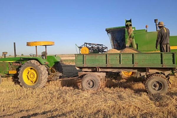 برداشت جو از مزارع کشاورزی شهرستان آبیک آغاز شد