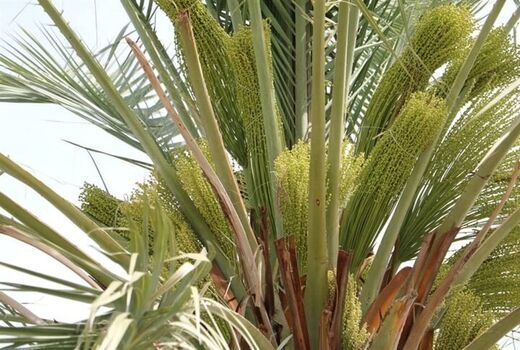 آغاز گرده‌افشانی نخیلات در شهرستان دشتی