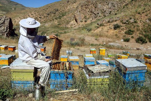 سرشماری زنبورستان‌های چهارمحال و بختیاری لغو شد 