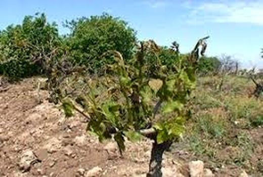 25 درصد باغات زردآلوی استان سمنان تحت پوشش بیمه است