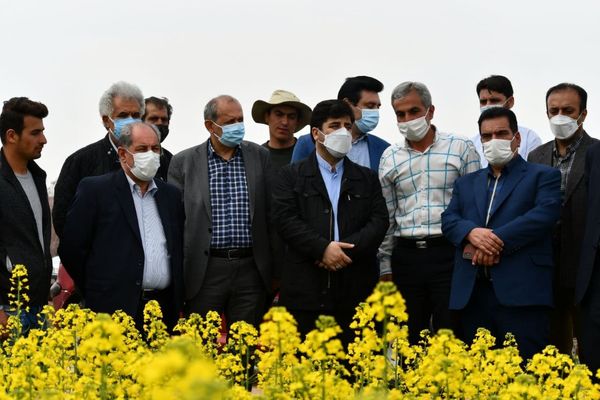 رعایت نکردن زمان برداشت کلزا عامل اصلی ریزش دانه‌ها است