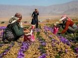 شبکه ملی تعاونی‌های زنان تشکیل می‌شود/ فعالیت ۱۷۷ تعاونی زنان در کشور