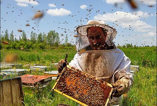 ضرورت توسعه شرکت‌های دانش‌بنیان در صنعت زنبورداری