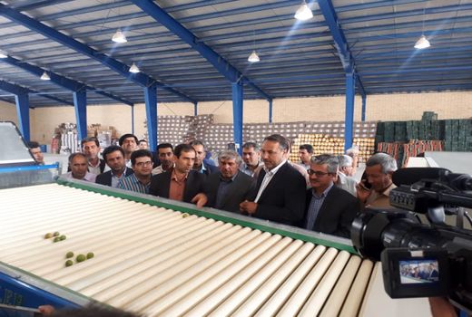 افتتاح سورتینگ مرکبات در شهرستان جهرم
