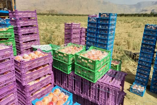 برآورد تولید 65 هزار تن انار در استهبان