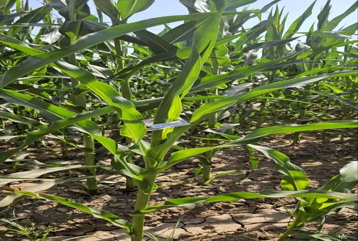 مبارزه بیولوژیک با آفات ذرت در دزفول