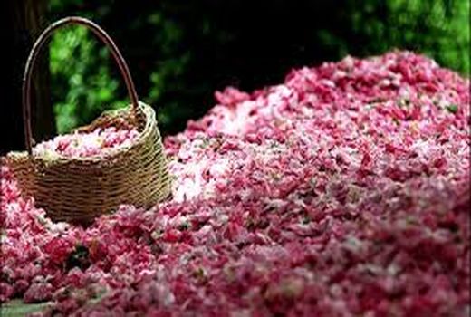 به رنگ صورتی با عطر گلاب