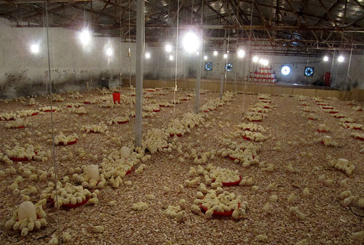 ۲۶ میلیون قطعه جوجه ریزی در واحدهای مرغداری استان قزوین انجام شد