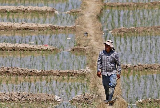 مجوز وزیر برای کشت برنج در ۲۰ هزار هکتار از اراضی ایلام