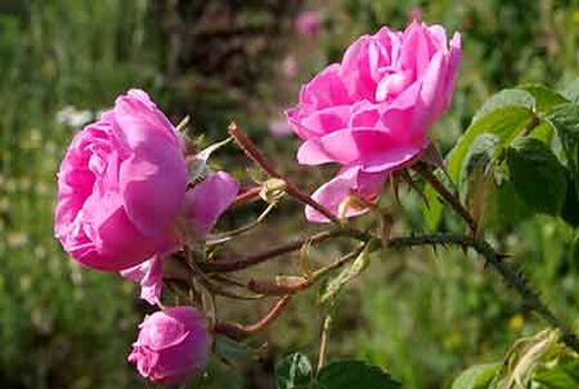 ۲۰ هزار اصله نهال گل محمدی در ابرکوه کاشته شد