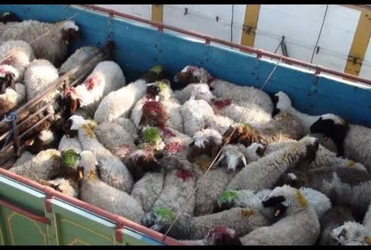 مبارزه با قاچاق دام زنده در شهرستان کوهرنگ