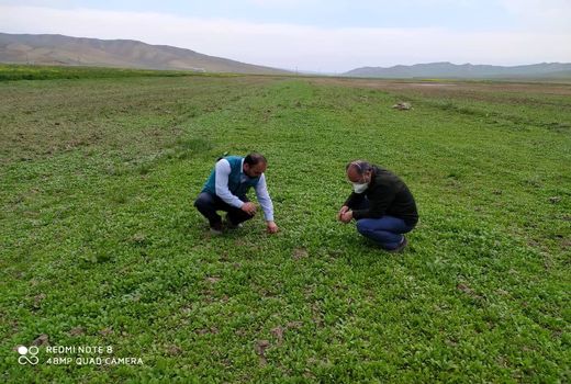 کشت بیش از ۳۰ هکتار کینوا در  مزارع استان آذربایجان شرقی