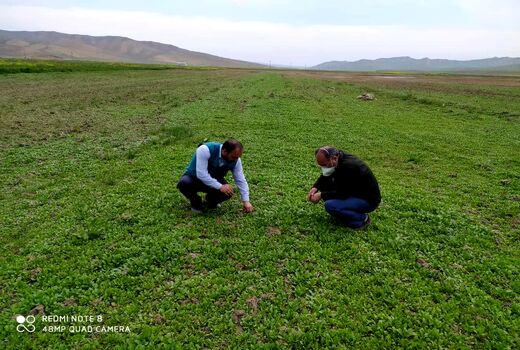 کشت بیش از ۳۰ هکتار کینوا در  مزارع استان آذربایجان شرقی