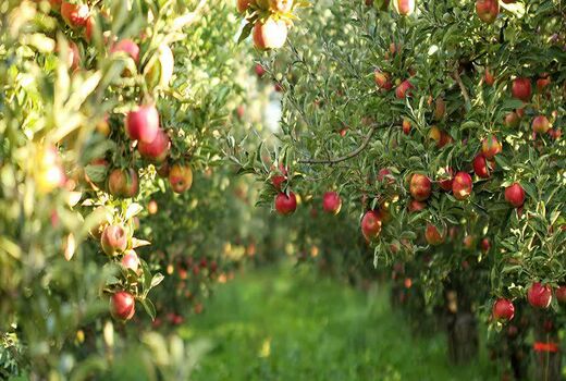 برداشت سیب درختی از باغات چهارمحال و بختیاری
