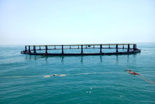 موفقیت طرح آزمایشی تولید ماهیان دریایی در قفس هندیجان