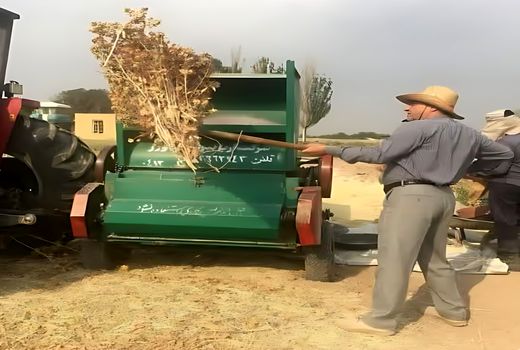 آغاز برداشت گلرنگ صفه در اراضی کم‌بازده آذربایجان شرقی