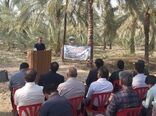 مانور مقابله با آفات چوبخوار خرما در دشتستان برگزار شد