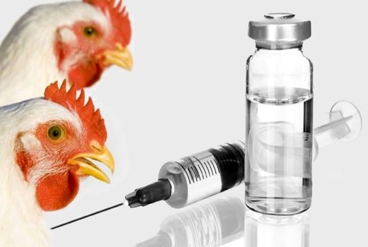 ۵۰۰ میلیون دوز واکسن طیور در در سال ١۴٠۴ تولید می‌شود/ عرضه واکسن آنفلوانزای فوق‌حاد در سال «سرمایه‌گذاری برای تولید»