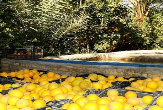 کشت مرکبات در بیش از 100 هکتار اراضی طبس 