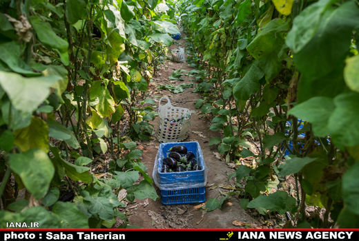 مجوز هزار هکتار گلخانه‌ کوچک مقیاس صادر شد