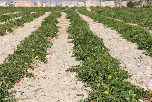 مبارزه بیولوژیک در مزارع گوجه‌فرنگی خراسان شمالی