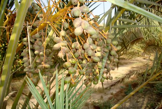 آغاز مبارزه با کنه گردآلود خرما در شهرستان تنگستان 