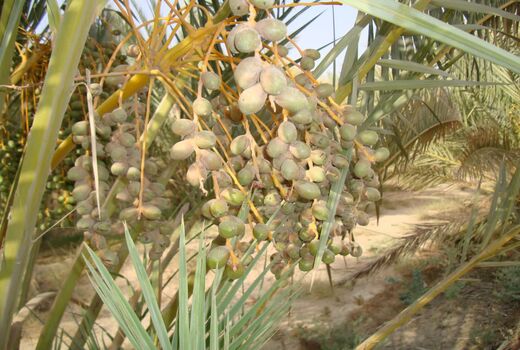 آغاز مبارزه با کنه گردآلود خرما در شهرستان تنگستان 