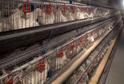 دو میلیون و ۵۰۰ هزار مرغ در استان اصفهان آماده کشتار