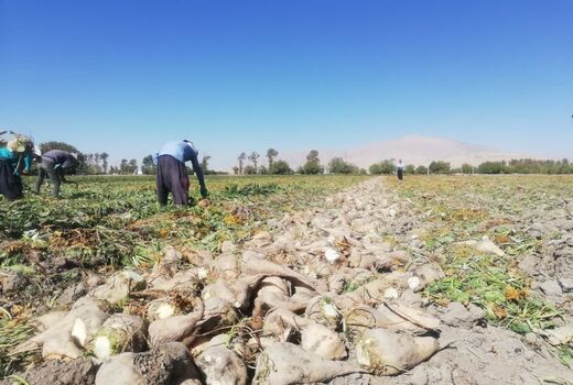 پیش بینی تولید 76 هزار تن چغندر قند در مرودشت