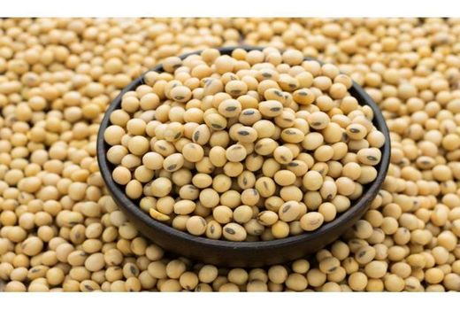 آغاز برداشت سویا در گلوگاه/تولید 2000 تنی سویا