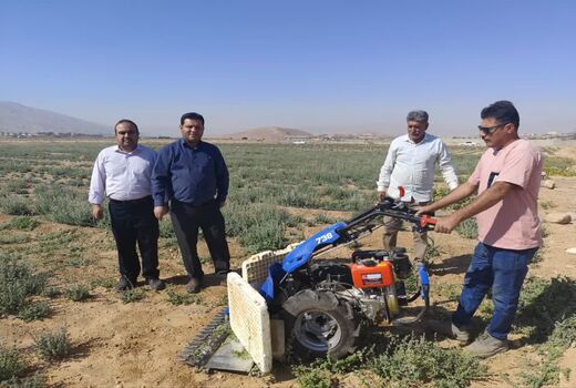برداشت مکانیزه آویشن باغی برای اولین بار در جهرم