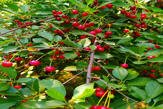 آغاز برداشت آلبالو از باغات شهرستان سامان