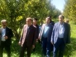 رتبه دوم شهرستان میانه در تولید سیب در استان آذربایجان شرقی