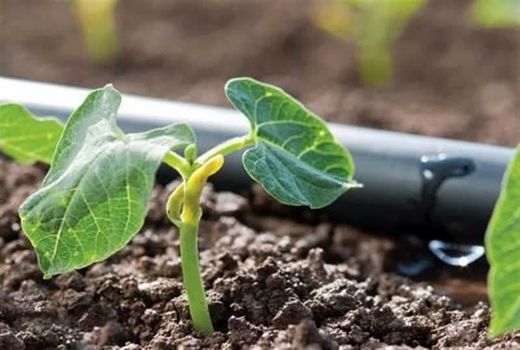 رتبه دوم چهارمحال و بختیاری در توسعه سامانه‌های نوین آبیاری