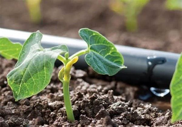 رتبه دوم چهارمحال و بختیاری در توسعه سامانه‌های نوین آبیاری