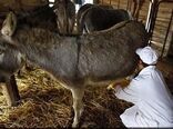 پرورش الاغ در ایران اقتصادی است